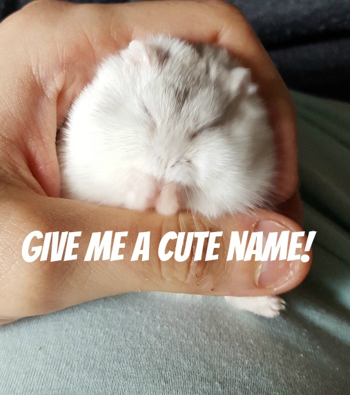 dwarf hamster name